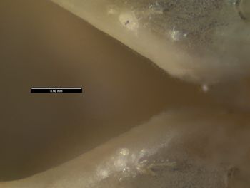 Media type: image;   Herpetology R-142726
